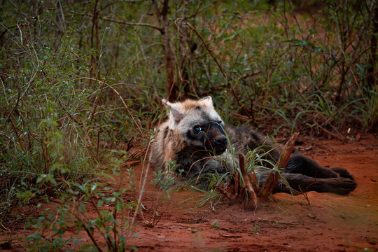 肯尼亚鬣狗