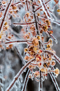 雨雪过后在冰雪之中的鲜花