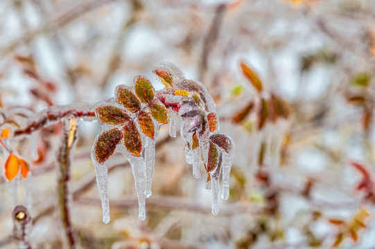 雨雪过后在冰雪之中的树叶