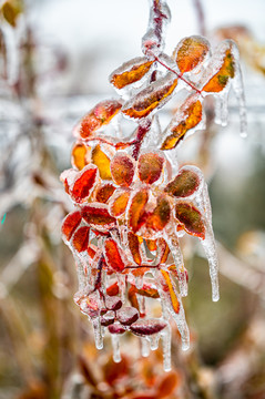 雨雪过后在冰雪之中的树叶