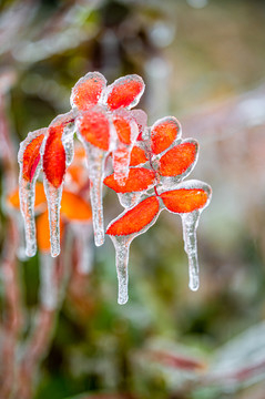 雨雪过后在冰雪之中的树叶