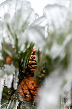 雨雪过后在冰雪之中的松果