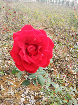 玫瑰花种植基地