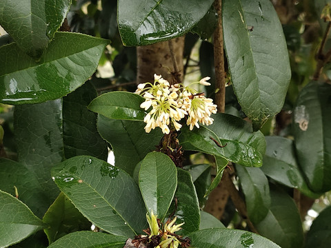 桂花特写