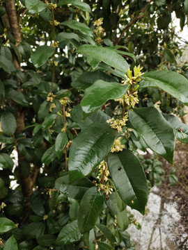 桂花树