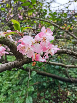 垂丝海棠花