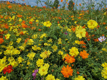 菊花