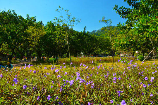 南沙天后宫风景