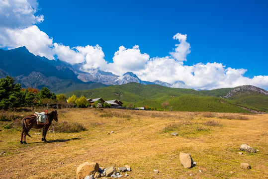 云南高山草甸