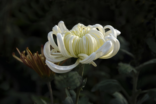 白菊花蕾