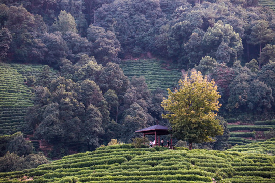 龙井山