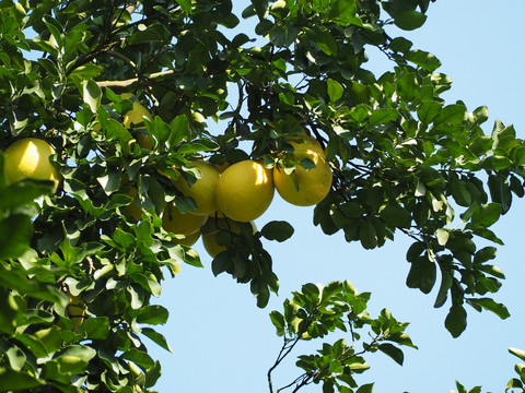 树上的柚子