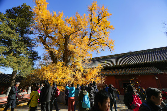 敕建大觉寺