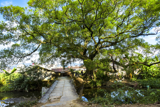 乡村风情画古树小桥