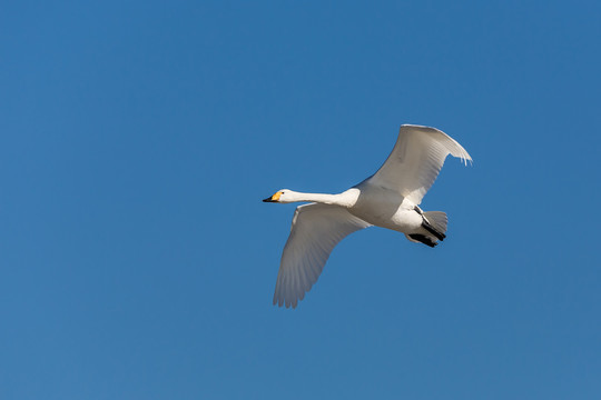 辽宁朝阳大天鹅水面冰面飞翔1