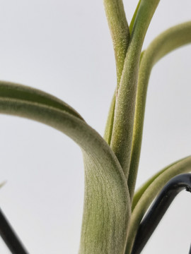 植物静物有趣植物艺术