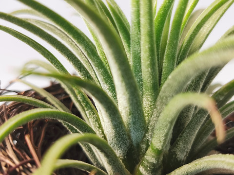 植物静物有趣植物艺术