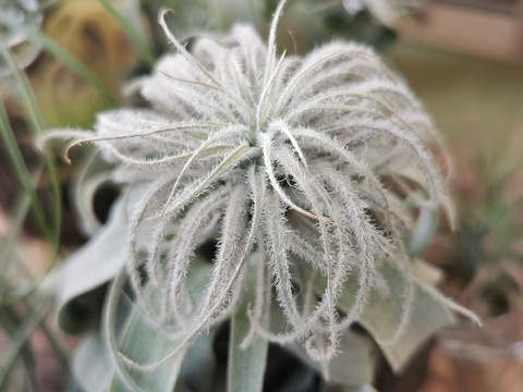 植物静物有趣植物艺术