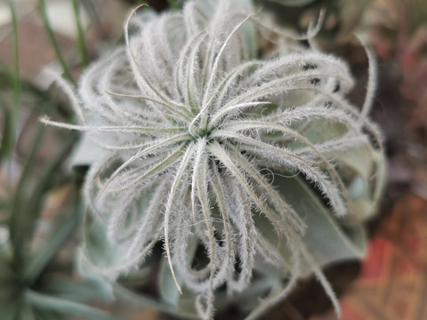 植物静物植物艺术