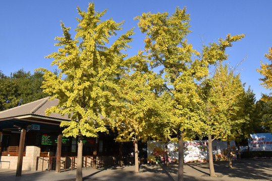 北京植物园秋意渐浓美景如画