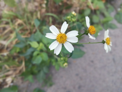 野菊花