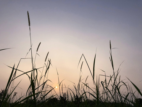 狗尾巴草夕阳