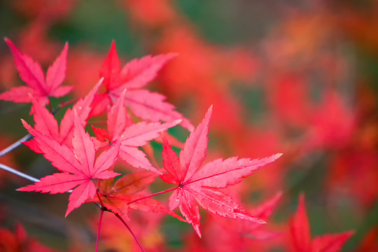 深秋秋韵红叶知秋