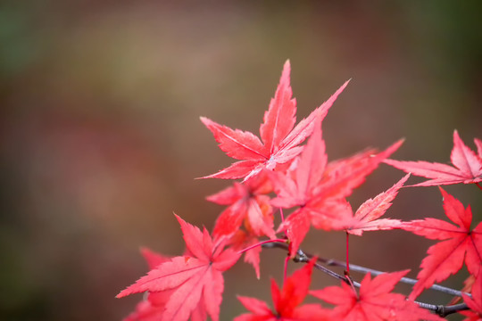 秋天的一枝红枫叶
