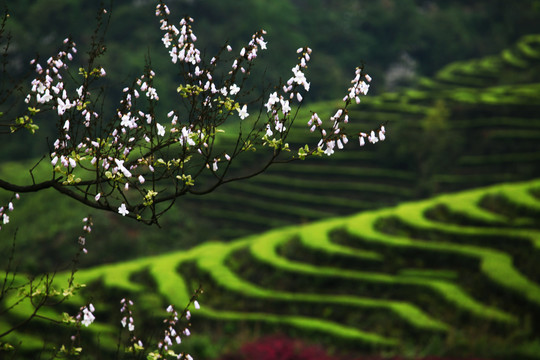 茶山美景