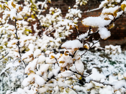 积雪的树叶