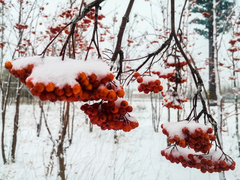 积雪的花楸果实