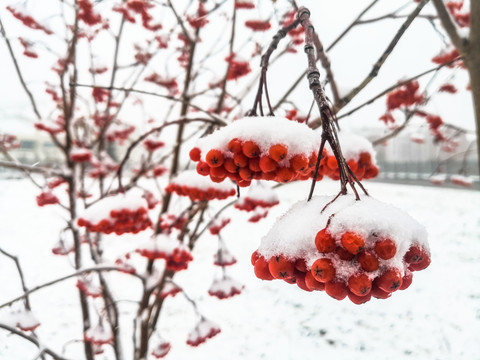 花楸红果实积雪