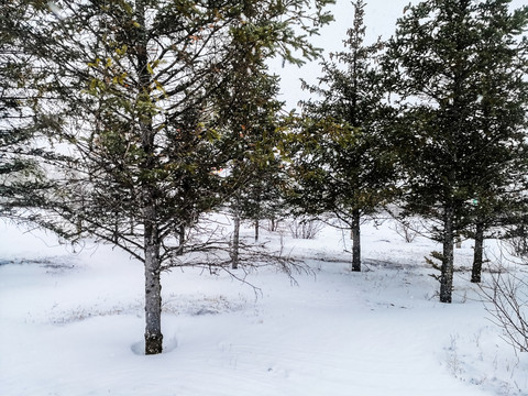 下雪中的松树