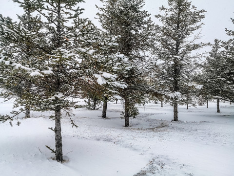 大雪中的松树