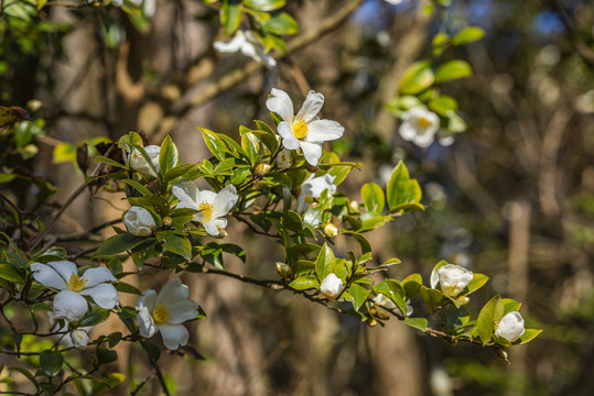 山茶花