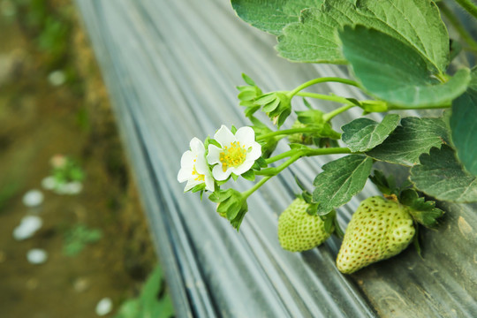 草莓种植地