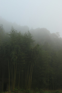 雨雾中朦胧的竹林