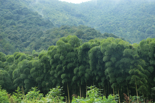 茂盛的毛竹山林