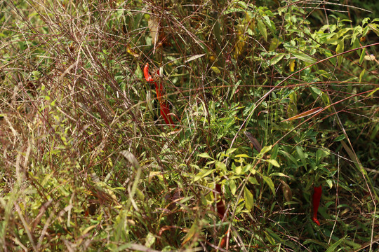 草丛里的红辣椒