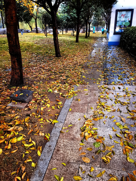 秋雨过后