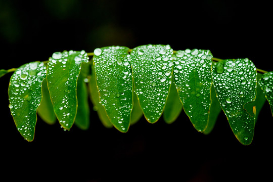 水珠