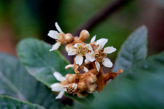 枇杷花