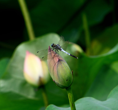 蜻蜓荷包