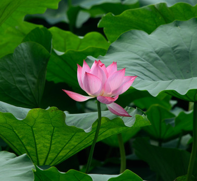 荷花盛開(kāi)
