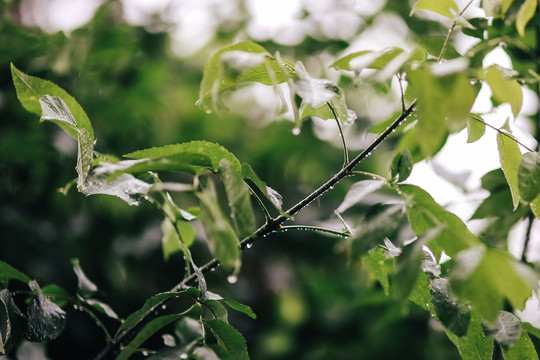 雨后的树叶