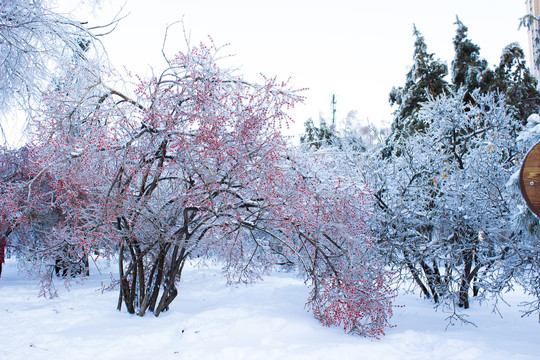 雪地金银忍冬