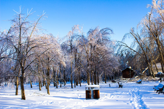 雪地树林