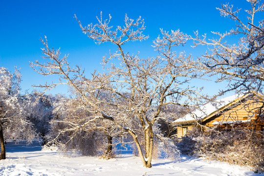 冰雪树木屋