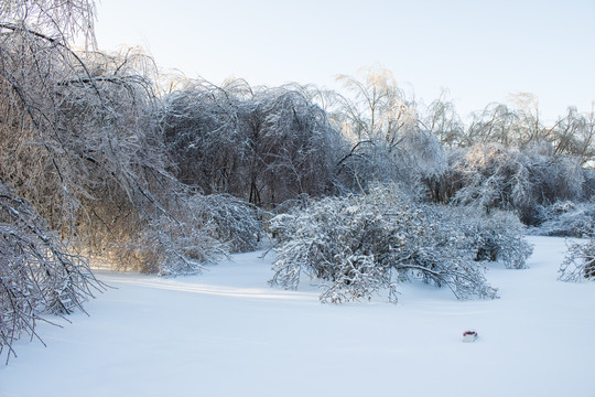 雪地树林