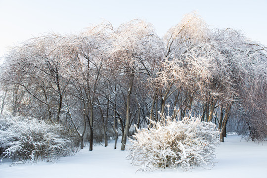 雪地树林